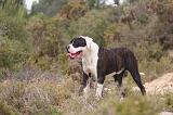 BOULEDOGUE AMERICAIN 433